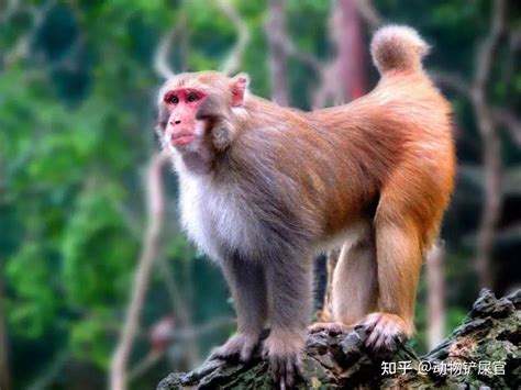 雞猴配|公雞和猴子的兼容性：生肖特質和愛情兼容性